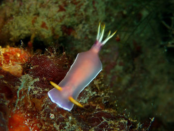 Close-up of fish underwater