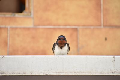 Close-up of bird perching on wall