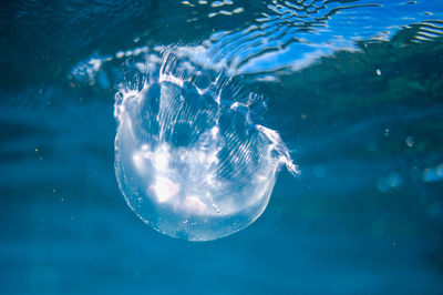 Swimming in the pacific ocean during jellyfish season at great barrier reef