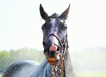 Close-up of horse in water