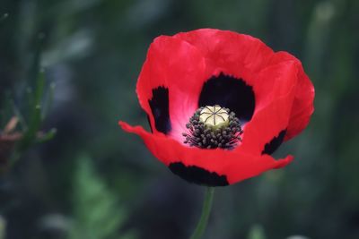 Close-up of red rose flower