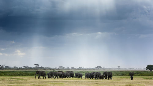 Elephant herd on field against sky