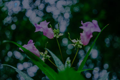 Close-up of purple flowering plant