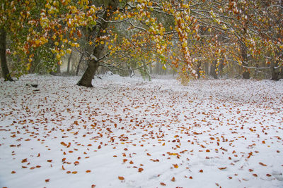 Leaves on snow covered land during autumn