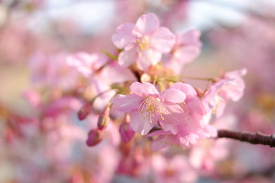 Close-up of pink cherry blossoms