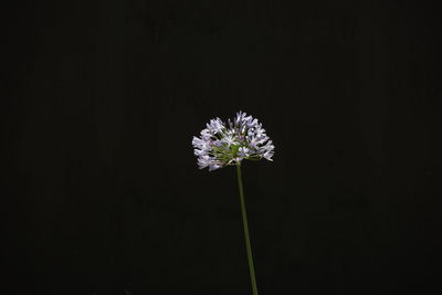 Close-up of white flower blooming against black background
