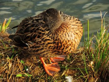 Close-up of duck in water