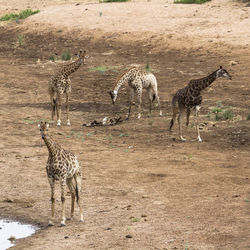 Giraffes on field in kruger national park