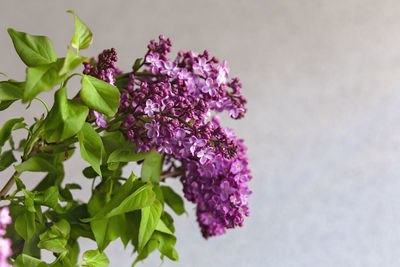 Close-up of purple flowering plant