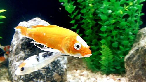 Fish swimming in aquarium