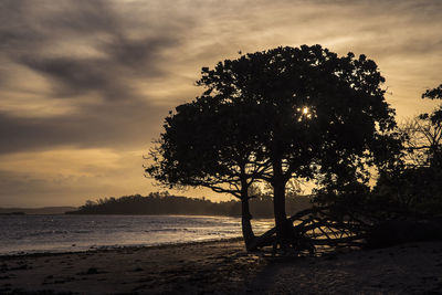 Silhouette tree on beach against sky during sunset