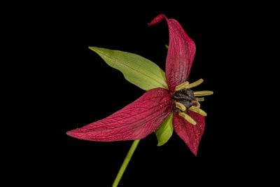 black background