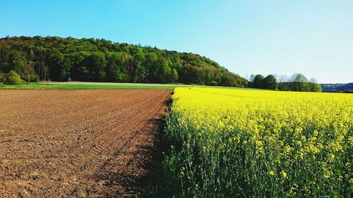 Scenic view of field against clear sky