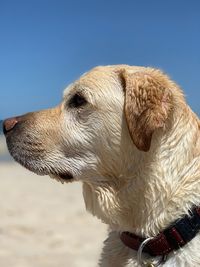 Close-up of a dog looking away