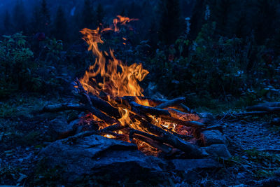 Bonfire on wooden log in forest