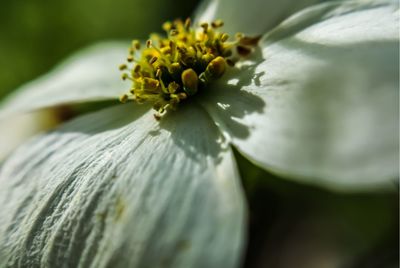Close-up of white flowering plant