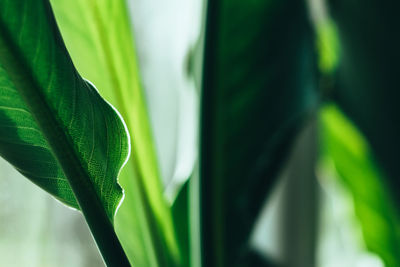 Close-up of fresh green plant