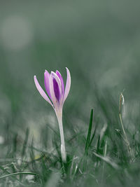 Close-up of purple crocus flower on field