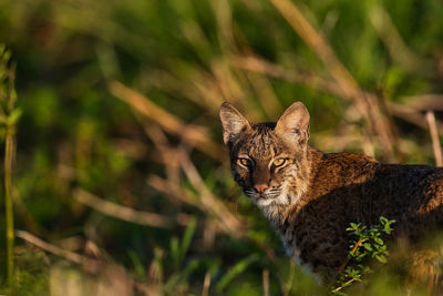 Close-up of cat on field