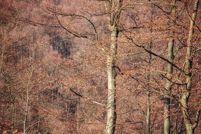 Full frame shot of bare trees in forest