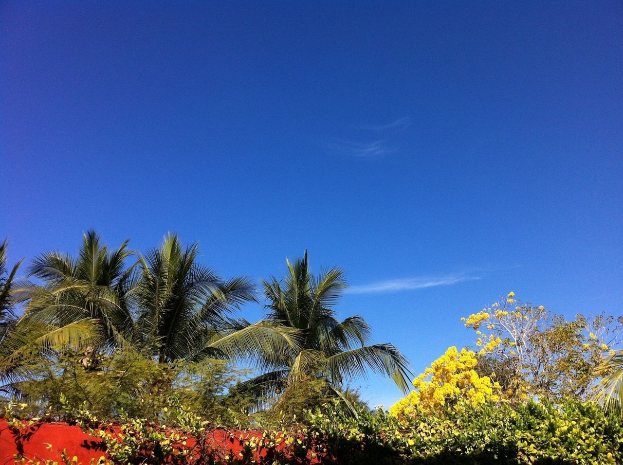 blue, low angle view, tree, growth, clear sky, nature, beauty in nature, copy space, tranquility, sky, branch, palm tree, high section, scenics, treetop, leaf, green color, tranquil scene, outdoors, day