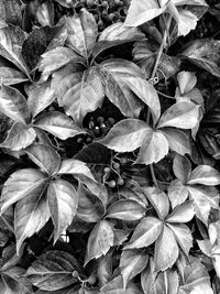 Full frame shot of leaves