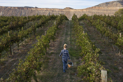 Rear view of woman carrying bucket of grapes while walking in vineyard