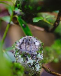Close-up of butterfly on flower tree
