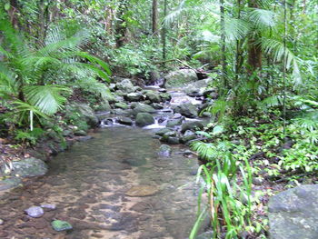 Stream in forest