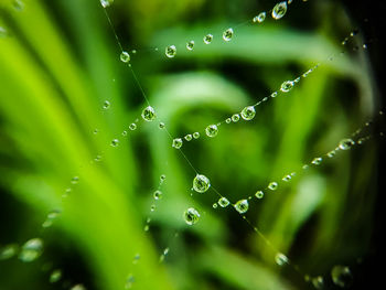 Close-up of water drops on spider web