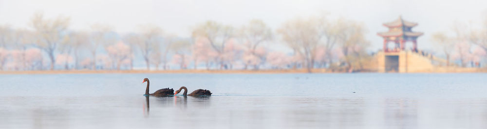 View of birds in the lake