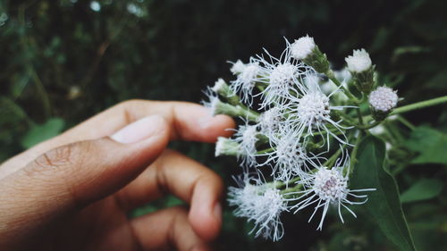 Cropped image of hand touching white flowers