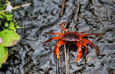 Close-up of red crab on leaf