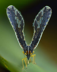 Close-up of butterfly on leaf