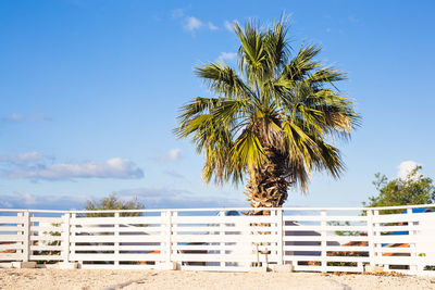 Palm trees on beach against sky