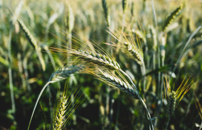 Close-up of barley growing on field