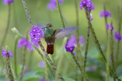 Close-up of bird perching on flower