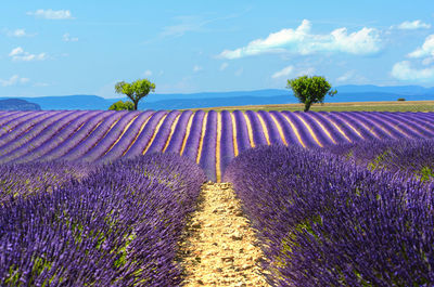 Scenic view of lavender field against sky