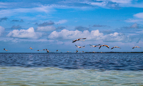 Seagulls flying over sea against sky