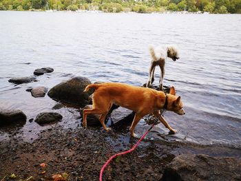 Dog drinking water at lakeshore