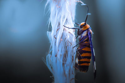 Close-up of insect on plant