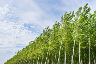 Low angle view of fresh green tree against sky