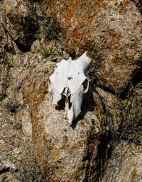 Close-up of animal skull on mountain