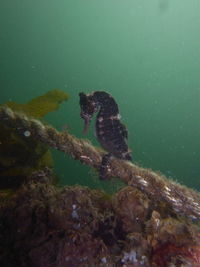 View of turtle in sea