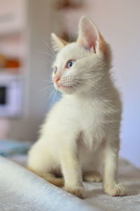 Close-up of kitten looking away