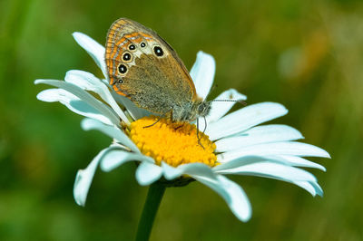 Close-up of butterfly pollinating on flower