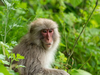 Portrait of monkey sitting