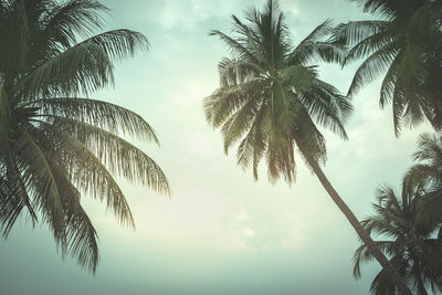 Low angle view of palm trees against sky