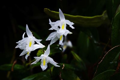 Close-up of white flowering plant