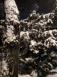 Close-up of tree trunk during winter